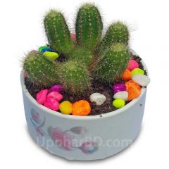 Monk cactus in clay pot